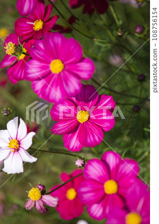 Miyanoshita Cosmos Garden is in full bloom Miyanoshita Cosmos Garden is in full bloom 108756154