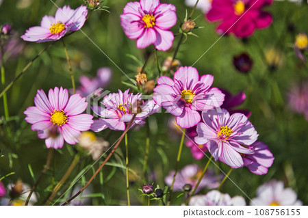 宮下波斯菊園盛開 108756155