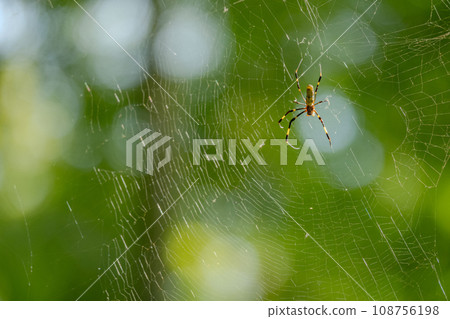 Nephila spider Nephila spider 108756198