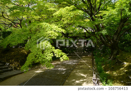 京都市右京區佐賀縣寂光寺院內的小楓樹 京都市右京區佐賀縣寂光寺院內的小楓樹 108756413