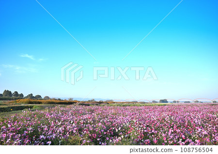 Cosmos field autumn scenery Konosu City 108756504