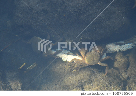 Japanese crab eating a dead snake 108756509