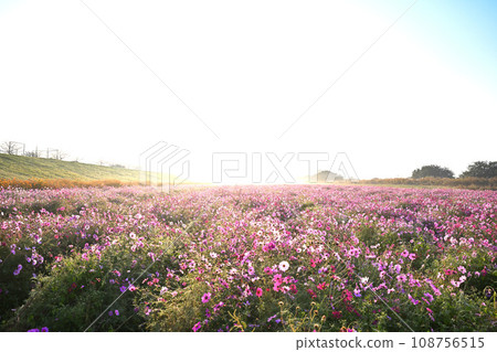 Cosmos field in the morning mist, autumn scenery, Konosu City 108756515