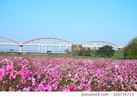 鴻巢市的波斯菊田秋景 108756733