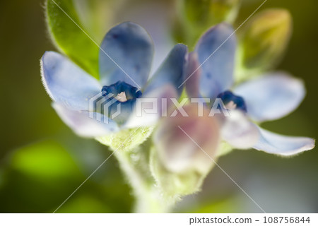 這種花的名字是 Oxypetalum(藍星)。學名是 Oxypetalum coeruleum。 這種花的名字是 Oxypetalum(藍星)。學名是 Oxypetalum coeruleum。 108756844