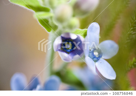 這種花的名字是 Oxypetalum（藍星）。學名是 Oxypetalum coeruleum。 108756846