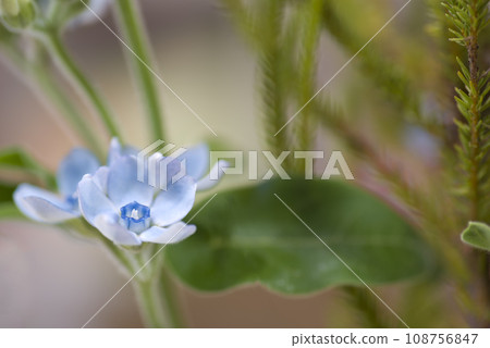 The name of this flower is Oxypetalum (Bluestar). The scientific name is Oxypetalum coeruleum. 108756847