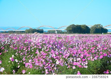 Cosmos field autumn scenery Konosu City 108756924