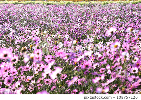 Cosmos field autumn scenery Konosu City 108757126