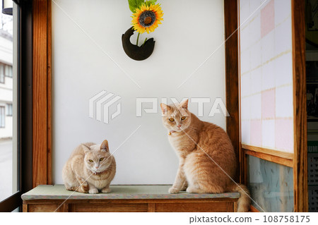 欣賞向日葵的貓 欣賞向日葵的貓 108758175