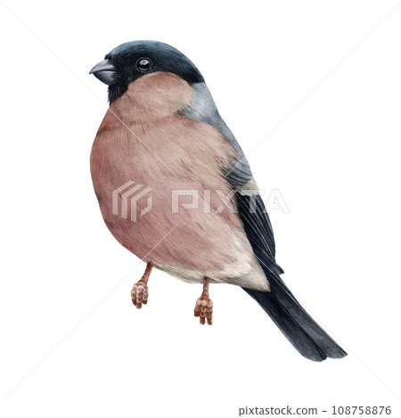 Bullfinch female bird painted watercolor illustration. Hand drawn Pyrrhula pyrrhula Eurasian avian. Realistic bullfinch bird vintage style painted element. Forest little songbird. White background Bullfinch female bird painted watercolor illustration. Hand drawn Pyrrhula pyrrhula Eurasian avian. Realistic bullfinch bird vintage style painted element. Forest little songbird. White background 108758876