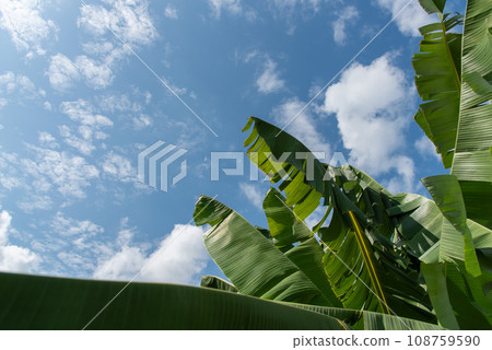 Clear skies and banana leaves 108759590