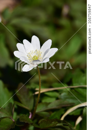 田野裡盛開的一朵覆盆子花 108759847