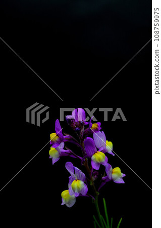 Linaria Linaria 108759975