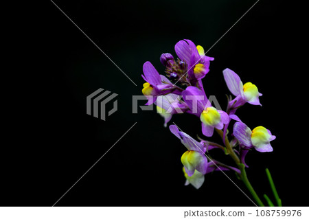Linaria Linaria 108759976