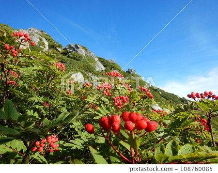 Rowan of the Central Alps 108760085