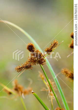 Mosquito net hanging grass 108760191