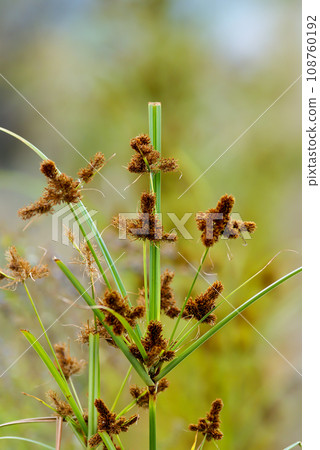 Mosquito net hanging grass Mosquito net hanging grass 108760192