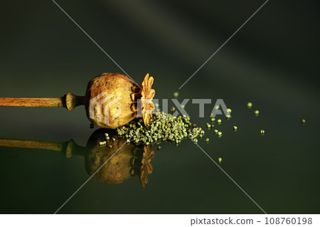 Dried poppy seed heads against dark background 108760198