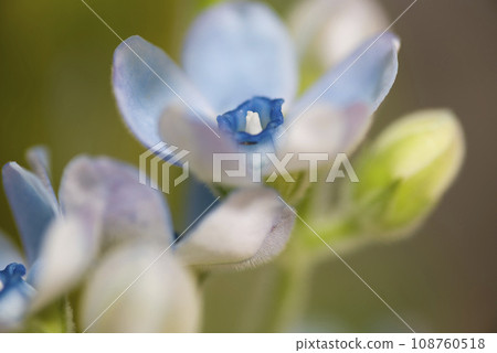 The name of this flower is Oxypetalum (Bluestar). Scientific name is Oxypetalum coeruleum 108760518