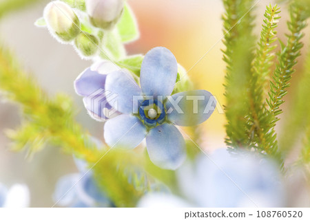 這種花的名字是 Oxypetalum（藍星）。學名是 Oxypetalum coeruleum 108760520
