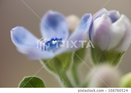 這種花的名字是 Oxypetalum（藍星）。學名是 Oxypetalum coeruleum 108760524