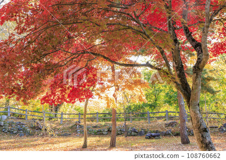 小諸城懷古園，賞紅葉的最佳時期 108760662