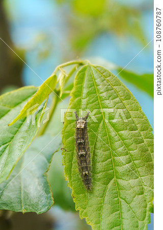 National butterfly Omurasaki National butterfly Omurasaki 108760787