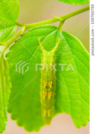 National butterfly Omurasaki National butterfly Omurasaki 108760789