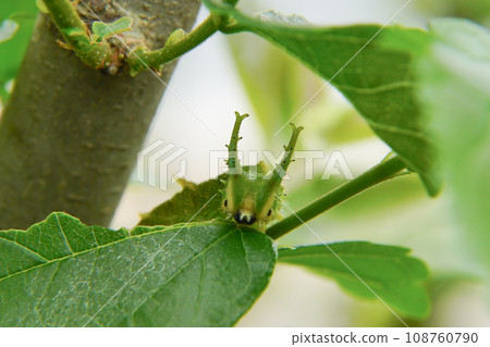 National butterfly Omurasaki National butterfly Omurasaki 108760790