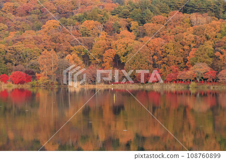 黃昏時分的蓼科湖,秋葉盛開 黃昏時分的蓼科湖,秋葉盛開 108760899