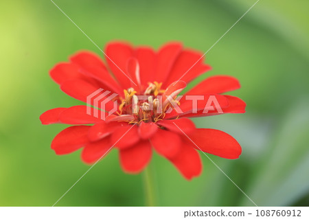 Zinnia 0357 108760912