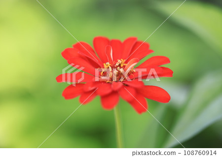 Zinnia 0358 Zinnia 0358 108760914