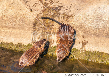 Two Wild animals, Muskrat, Ondatra zibethicuseats, eats on the river bank 108761076
