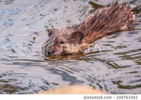 Muskrat, Ondatra zibethicuseats swiming at the surface of the lake water. 108761082