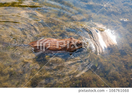 Muskrat, Ondatra zibethicuseats swiming at the surface of the lake water. Muskrat, Ondatra zibethicuseats swiming at the surface of the lake water. 108761088