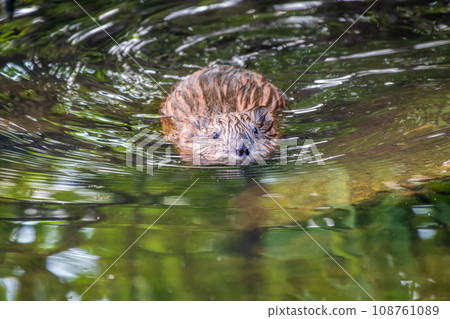 Muskrat, Ondatra zibethicuseats swiming at the surface of the lake water. Muskrat, Ondatra zibethicuseats swiming at the surface of the lake water. 108761089