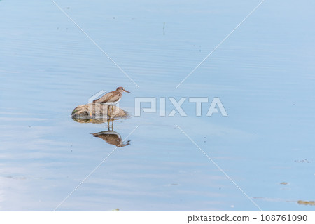 Common sandpiper, Actitis hypoleucos, resting lake shore with reflection in water. 108761090