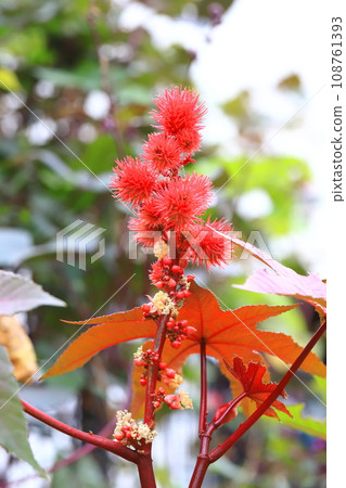 Castor flower and fruit Castor flower and fruit 108761393
