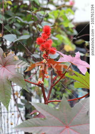 蓖麻花和果實 108761394