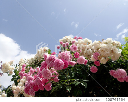 Roses at Expo Commemorative Park Rose Festa 108761564