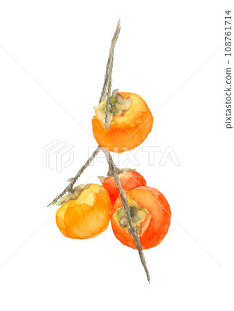 水彩柿子果實樹枝插畫 扶餘柿子【手繪】白色背景 透明背景 108761714