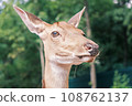 Close-up portrait of a deer on the background of trees 108762137
