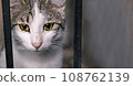 Animal shelter. Portrait of a cat sitting in a cage in a shelter waiting for a new owner. Stray animals concept 108762139
