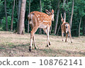 Wild deer on the background of the forest. Portrait of a deer walking in a clearing in the forest. Wild animals concept 108762141