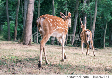 Wild deer on the background of the forest. Portrait of a deer walking in a clearing in the forest. Wild animals concept Wild deer on the background of the forest. Portrait of a deer walking in a clearing in the forest. Wild animals concept 108762141