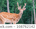 Wild deer on the background of the forest. Portrait of a deer walking in a clearing in the forest. Wild animals concept 108762142