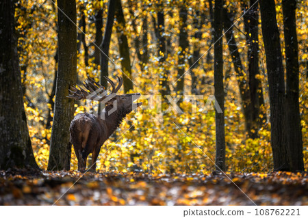 Deer with big horns stag in autumn forest. Wildlife scene from nature 108762221