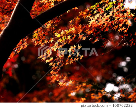 Scenery of autumn leaves 108762222
