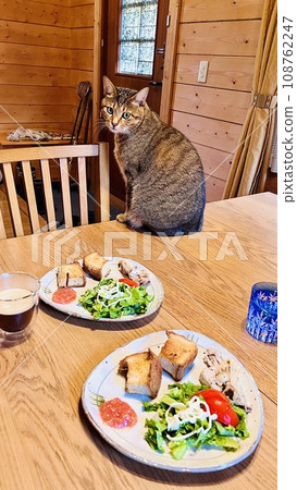 A cat on the dining table during breakfast in a log house 108762247